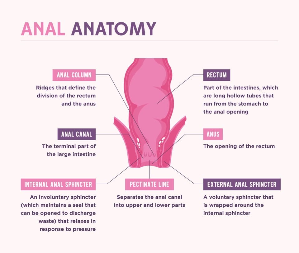 anal anatomy 002 - Anal Sex: Myths, Truths, and How To–Without Pain - Xs and Os